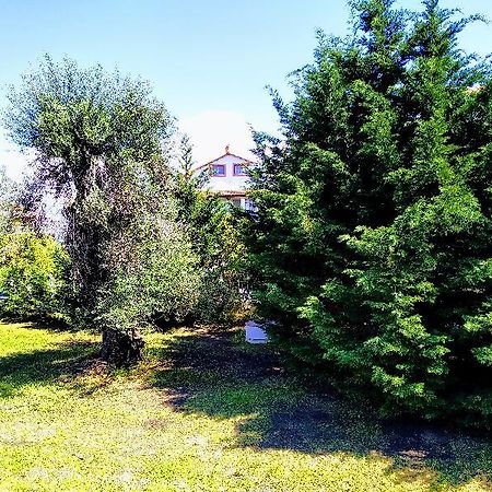 Ever Green Kávos المظهر الخارجي الصورة