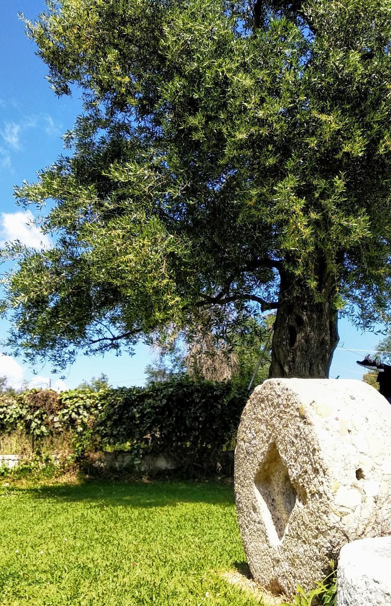 Ever Green Kávos المظهر الخارجي الصورة